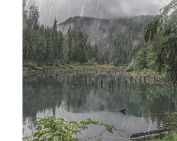 Rain on Olympic Peninsula