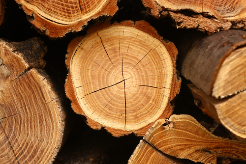 Tree rings