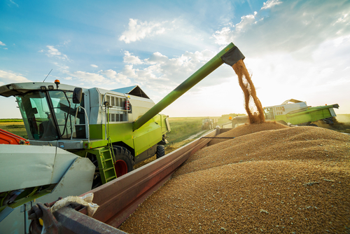 Wheat harvest